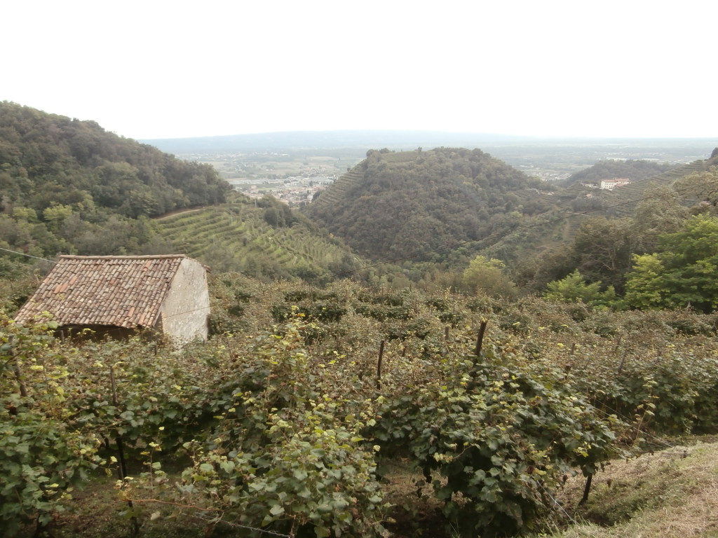 P9137119 1024x768 Le colline del Prosecco